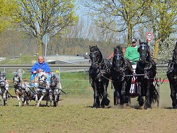 Im Wagenrennen: Herbert Zweig (links) mit den Mini-Shetland-Hengsten, (rechts) Sohn Marco mit den FriesenhengstenFoto: Laura Legradi