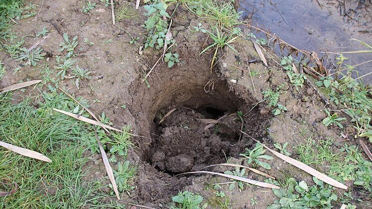 Bilder von der Teichanlage des ASV Hammelburg oberhalb von Obereschenbach. Foto: Ralf Ruppert
