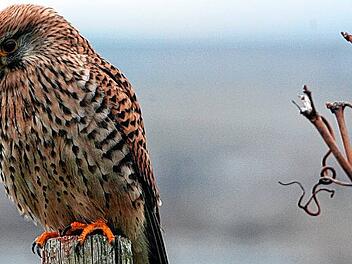 Turmfalke auf Beutejagd