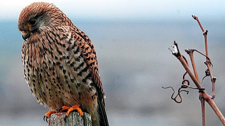 Turmfalke auf Beutejagd