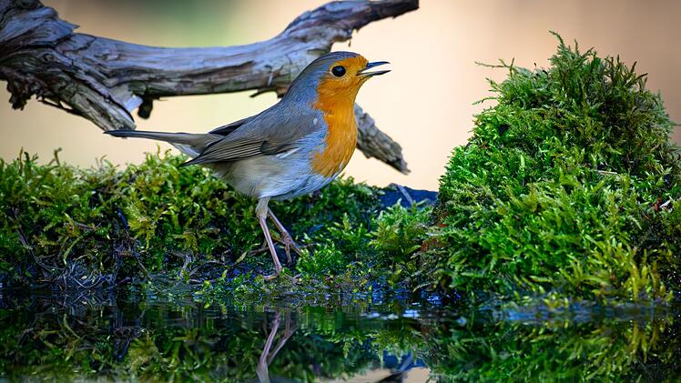 Naturkl&auml;nge aus heimischen W&auml;ldern wirken besonders erholsam