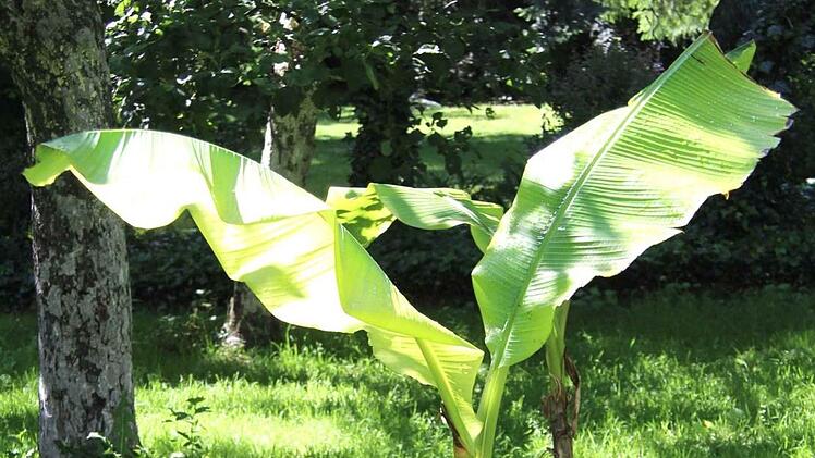 Im Garten der Hausmanns gibt es viel zu entdecken. Foto: Richard Sänger