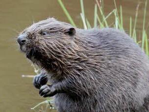 Der Biber schreckt auch vor dicken Baumstämmen nicht zurück. Auch im Ebelsbach kommt es zu Wassersperren durch Äste und Zweige. Foto: Felix Heyder, dpa
