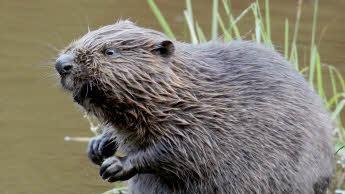 Der Biber schreckt auch vor dicken Baumstämmen nicht zurück. Auch im Ebelsbach kommt es zu Wassersperren durch Äste und Zweige. Foto: Felix Heyder, dpa