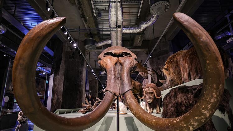 Ausstellung "&Uuml;berleben in der Eiszeit" im Ruhr Museum Essen