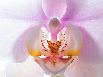 Orchidee ist eines der beiden Bilder des Monats beim vereinsinternen Wettbewerb des rhönklub- Fotokreis Münnerstadt. Foto: Gerd Wetzels