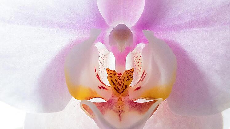 Orchidee ist eines der beiden Bilder des Monats beim vereinsinternen Wettbewerb des rhönklub- Fotokreis Münnerstadt. Foto: Gerd Wetzels