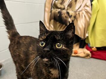 Tierheim Nürnberg: "Weihnachtswunder gesucht" - verschmuste "Rosi" benötigt dringend Palliativ-Platz Tierheim Nürnberg: "Weihnachtswunder gesucht" - verschmuste "Rosi" benötigt dringend Palliativ-Platz