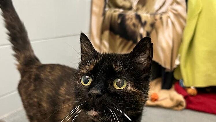 Tierheim Nürnberg: "Weihnachtswunder gesucht" - verschmuste "Rosi" benötigt dringend Palliativ-Platz