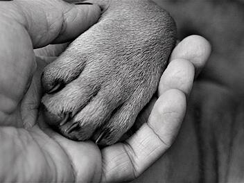 Die Polizei und das Tierheim Hersbruck suchen nach dem Besitzer einer überfahrenen Hündin.