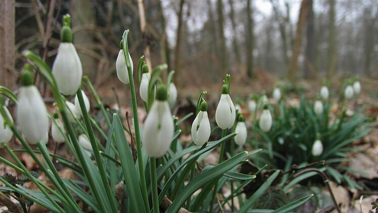 Die ersten Frühlingsblüher im Hain wurden am Dienstag wieder vom Schnee eingeholt.  Foto: Michael Wehner