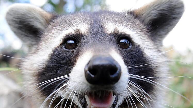 Der Waschbär darf das ganze Jahr über gejagt werden. Foto: Felix Heyder/dpa