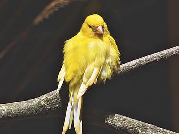 Symbolbild: Kanarienvogel