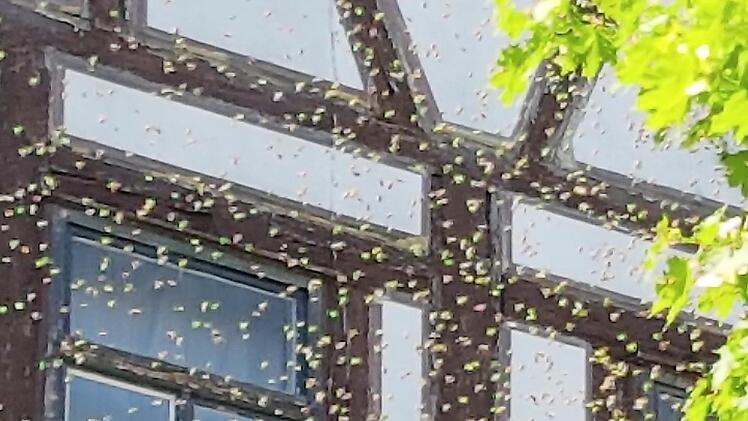Eine regelrechte Bienenwolke zog durch die Kronacher Innenstadt.
