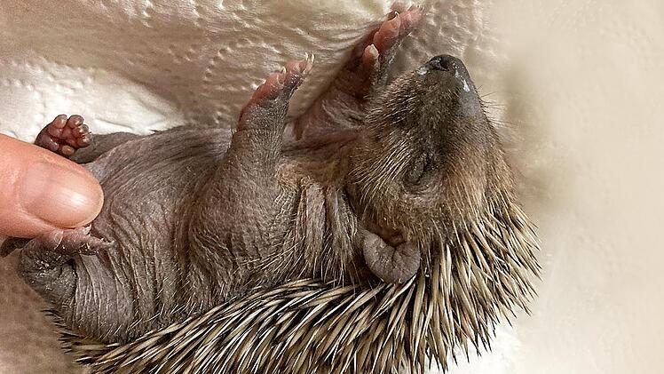 Am Anfang waren die Tierchen geschwächt.