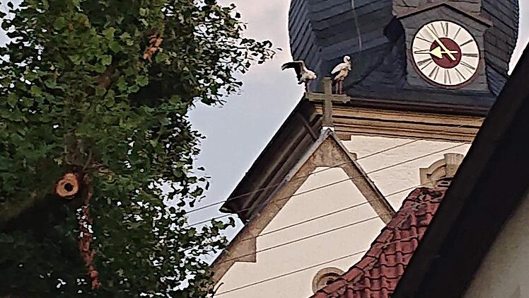 Zwei Störche auf der Rugendorfer Kirche