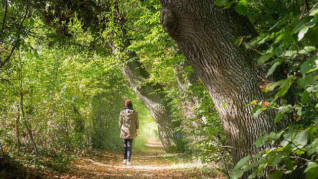 Spaziergang, Waldspaziergang, spazieren gehen