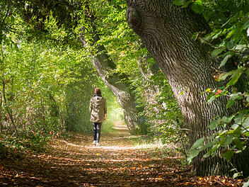 Spaziergang, Waldspaziergang, spazieren gehen