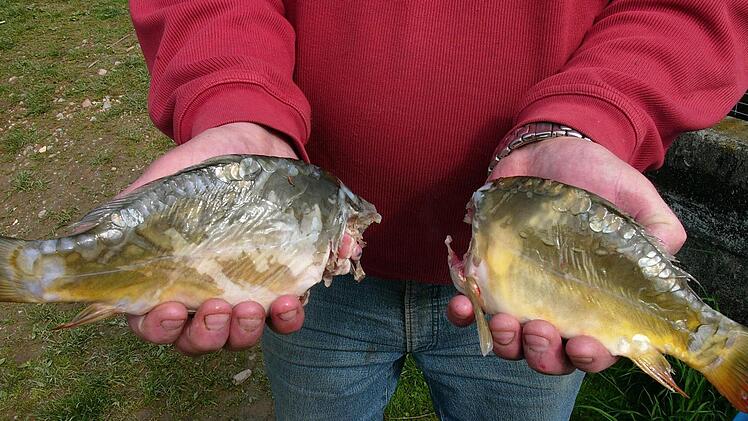 Mit solchen Bildern wollen die Fischer aufrütteln und zeigen, wie sehr Fische beim Passieren hochtechnischer Kraftwerksturbinen verletzt werden können. Foto: Fischereiverband Unterfranken