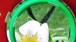 Eine Erdbeerblüte