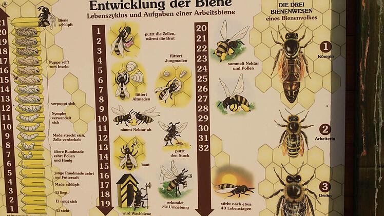 Schau-Tafeln geben viele Informationen zur Biene und der Natur.