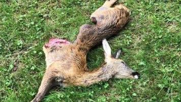 Das Reh wurde komplett ausgeweidet. Doch von wem? Foto: privat