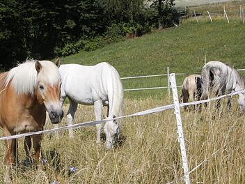 Auf den Koppeln fühlen sich die Pferde wohl. Foto: Josef Hofbauer