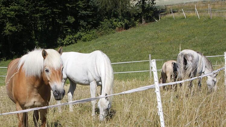 Auf den Koppeln fühlen sich die Pferde wohl. Foto: Josef Hofbauer
