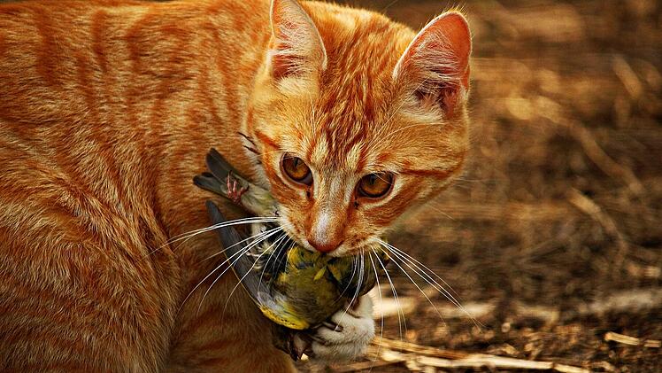 Rund 200 Millionen Vögel fallen den Hauskatzen jährlich in Deutschland zum Opfer.