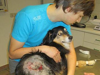 Mischlingshund Charly wurde durch den Biss eines anderen Hundes so schwer verletzt, dass das gesamte Hinterbein rasiert werden musste. Die die tiefe Fleischwunde wurde genäht.  Fotos: Sonja Adam