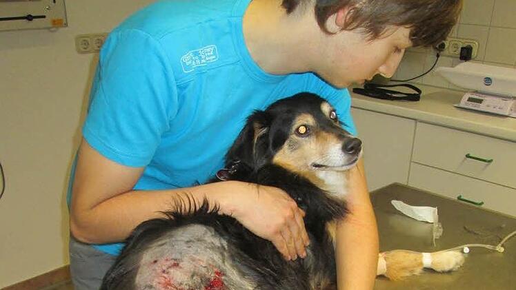 Mischlingshund Charly wurde durch den Biss eines anderen Hundes so schwer verletzt, dass das gesamte Hinterbein rasiert werden musste. Die die tiefe Fleischwunde wurde genäht.  Fotos: Sonja Adam
