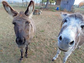 Sarah und Wanni freuen sich offensichtlich auf die Touren zugunsten des W&uuml;nschewagens. Foto: Sylvia Braun