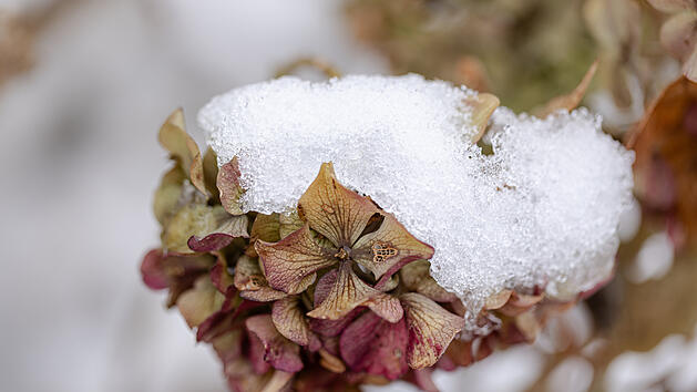 Frostschäden An Hortensien