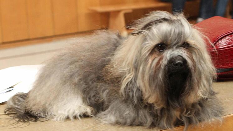 "Mars vom Zarskoje Selo", ein russischer "Bolonka Zwetna" ist der ganze Stolz von Swetlana und Vadim Barth aus Schweinfurt. Foto: Günther Geiling