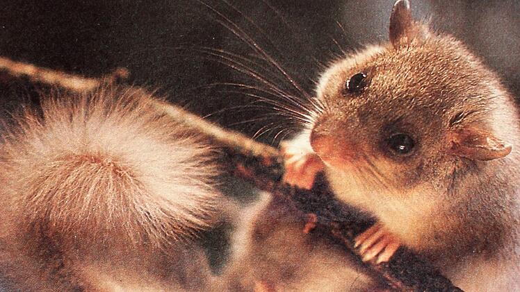 Die Haselmaus ist in unserer Gegend heimisch. Sie ist jedoch durch intensive Forstwirtschaft bedroht.  Foto: Archiv Rainer Betz