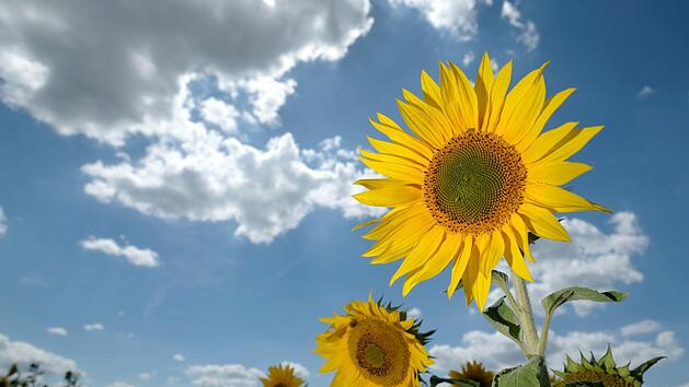 Am Wochenende wird es in weiten Teilen Deutschlands sonnig und warm. Erst gegen Sonntagnachmittag sollen wieder Regenwolken aufziehen.