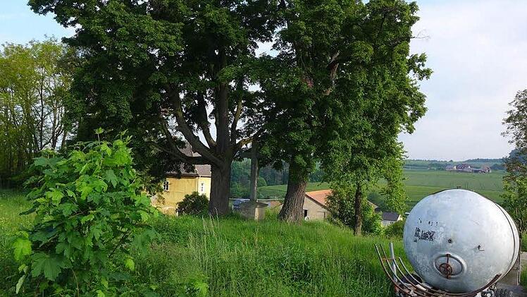 Hoch über Breitbrunn stehen zwei alte Winterlinden am Hermannsberger Kreuz. Der Zustand der Bäume ist Besorgnis erregend. Obwohl die Straße für den öffentlichen Fahrzeugverkehr gesperrt ist, muss der Gemeinderat für die Verkehrssicherheit sorgen - und die ist wegen der hohlen Stämme nicht mehr gegeben. Foto: Sabine Meißner