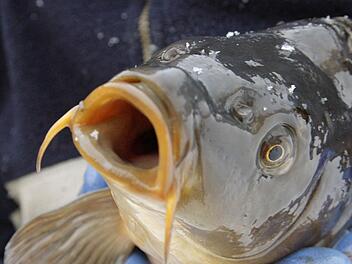 Zwar keinen veritablen Fisch mit Kiemen und Schuppen, wie auf diesem Symbolbild zu sehen, aber einen "dicken Fisch" in der Drogenszene hat der Angeklagte ans Messer geliefert. Archivfoto: dpa