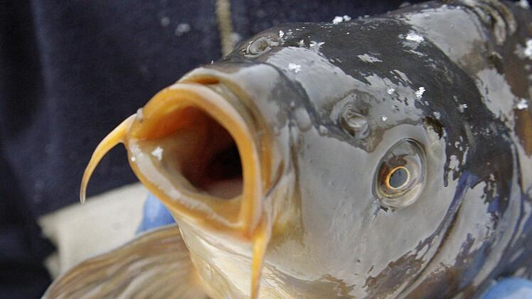 Zwar keinen veritablen Fisch mit Kiemen und Schuppen, wie auf diesem Symbolbild zu sehen, aber einen "dicken Fisch" in der Drogenszene hat der Angeklagte ans Messer geliefert. Archivfoto: dpa