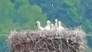 Die fünf Jungstörche blicken neugierig aus dem Horst.  Foto: Helmut Vogler