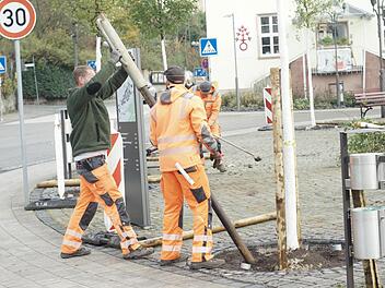 Bauhof-Mitarbeiter pflanzten am Alten Rathaus widerstandsfähigere Bäume und setzten Pfähle zur Stabilisierung.  Foto: Steffen Standke