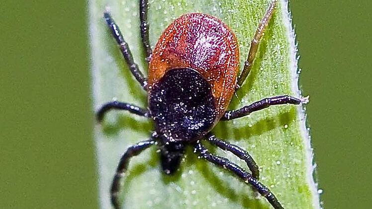 Zecken lauern in Hüfthöhe auf Gräsern und Büschen. Die Parasiten können sehr gefährliche Krankheiten übertragen. Foto: Patrick Pleul/dpa