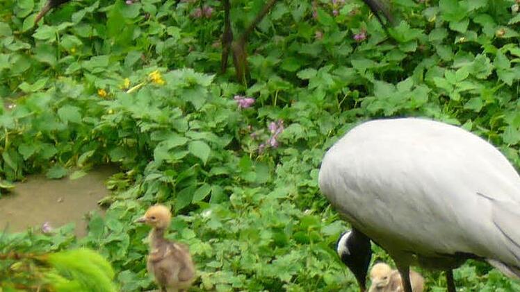 Foto: Alfons Trautner