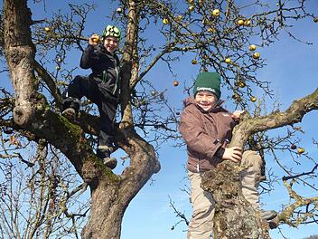 Leon Gamberg und Elisa Dietz klettern auf dem Schwabthaler Spielplatz bei frühlingshaften Temperaturen im Apfelbaum herum. Foto: Johann Hetzel