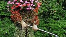 Die fleißige "Blumenfraa aus der Bambercher Straß" Foto: cos
