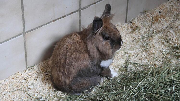 Die Kaninchen lassen den Besucheransturm total relaxt über sich ergehen.