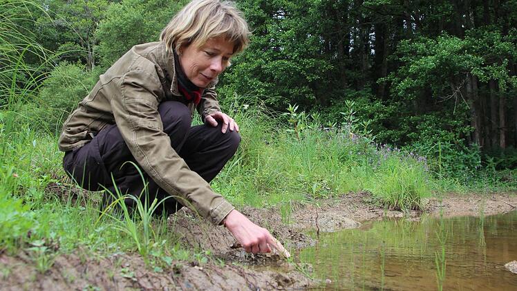 Sonnige Flachwasserzonen sind wichtig für den Kammmolch. Im Bild Sabine Schulze, Leiterin des Forstreviers Waldhütte, an einem der neu angelegten Teiche. Foto: Adriane Lochner