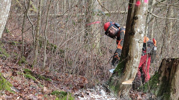 Eindrücke von den Fällarbeiten. Foto: Ralf Ruppert