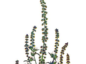Illustration aus Flora Batava/Wikipedia