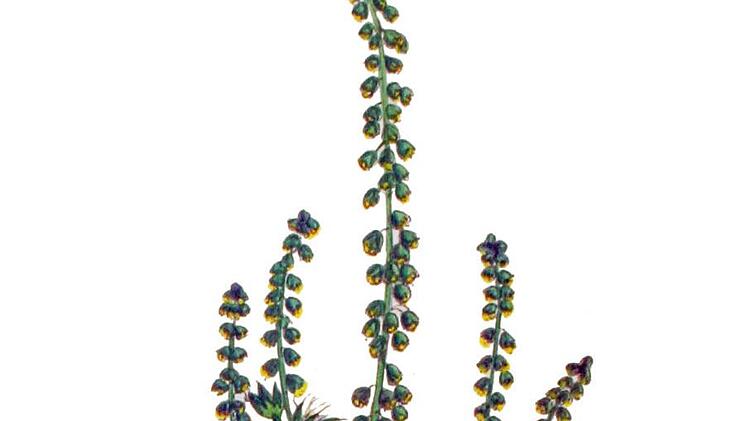 Illustration aus Flora Batava/Wikipedia